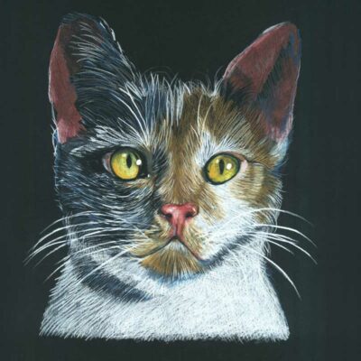 Katze Wilfried Ploderer