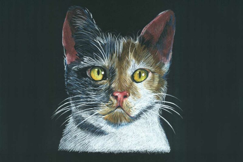 Katze Wilfried Ploderer