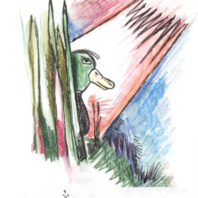 Zeichnung Stockente im Gras